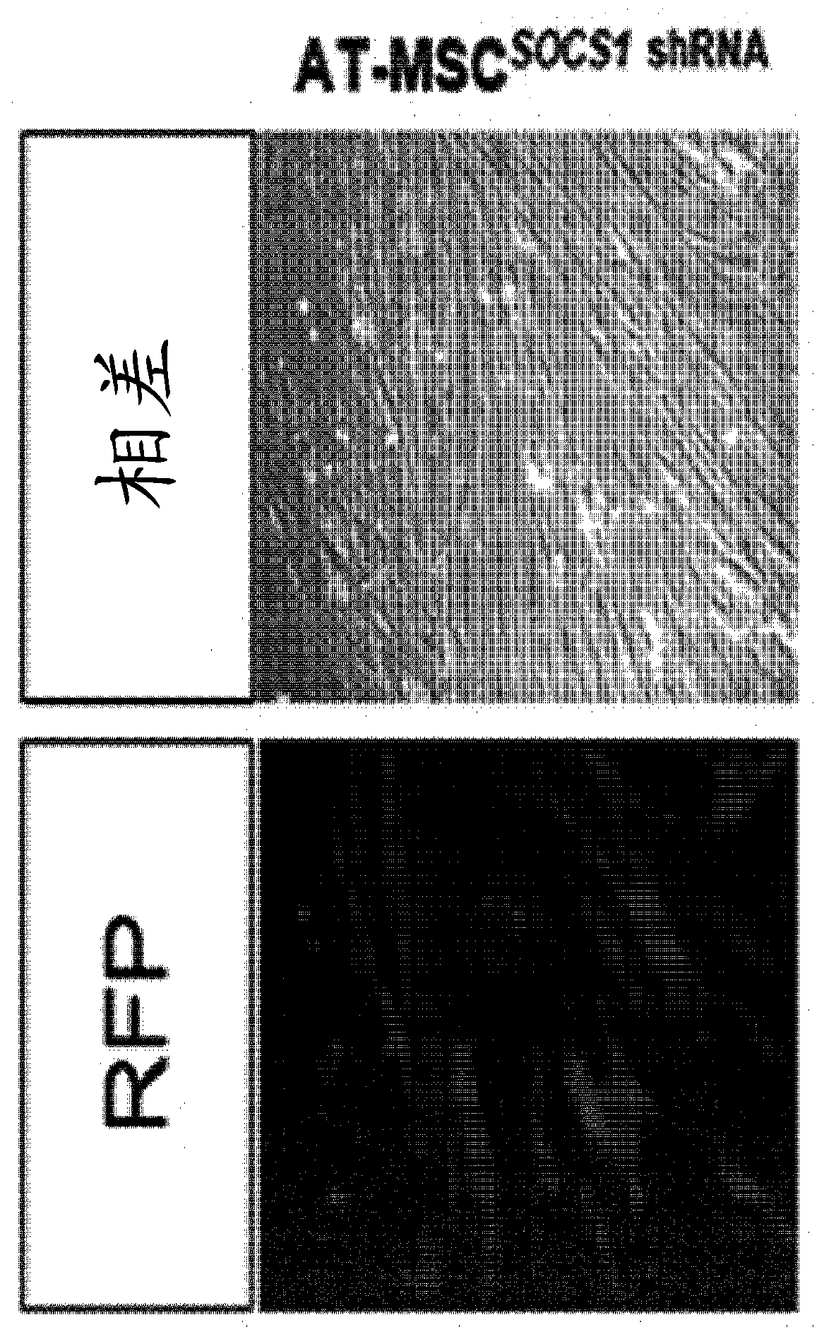 Method for selecting high-efficacy stem cell by using downregulation in expression or activity of socs