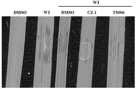 Application of 2-methoxyphenylpropionic acid compound in prevention and/or treatment of plant diseases