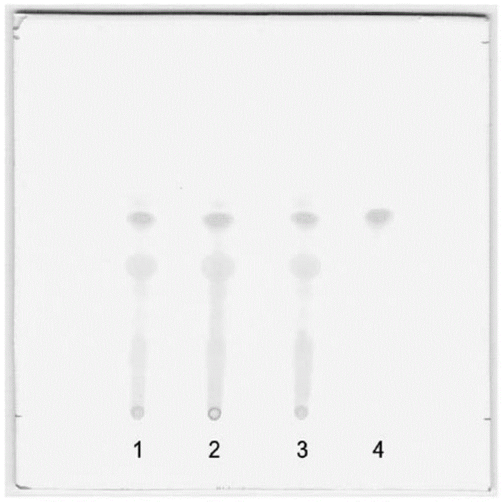 Quality test method for penthorum Chinense pursh