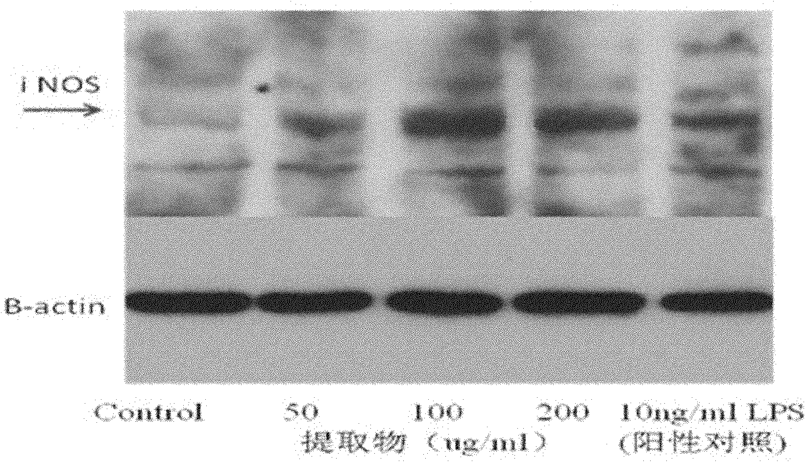 Method for extracting desertliving cistanche extract and application thereof