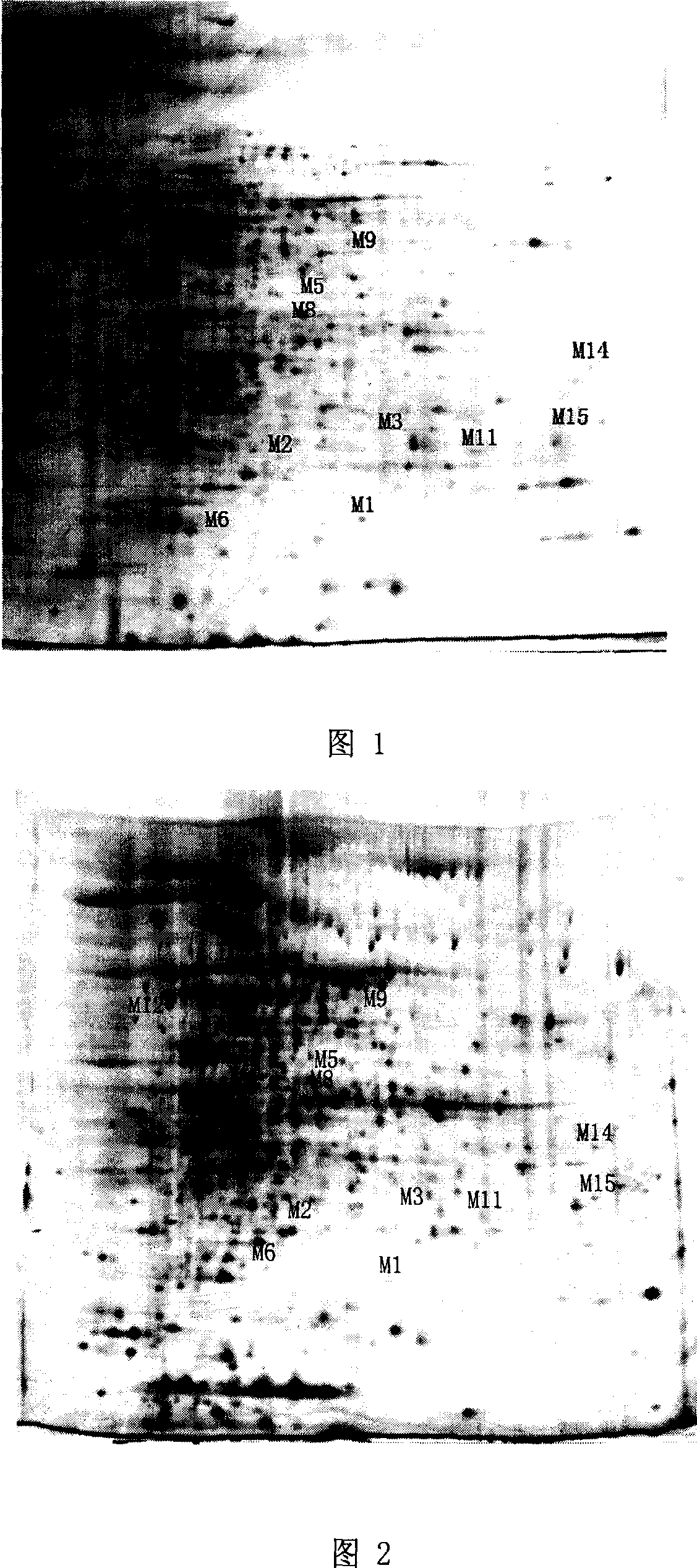 Method for screening mycobacterium tuberculosis multidrug-resistance protein