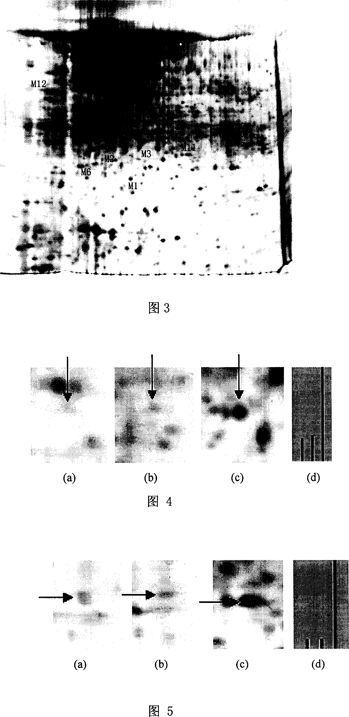 Method for screening mycobacterium tuberculosis multidrug-resistance protein