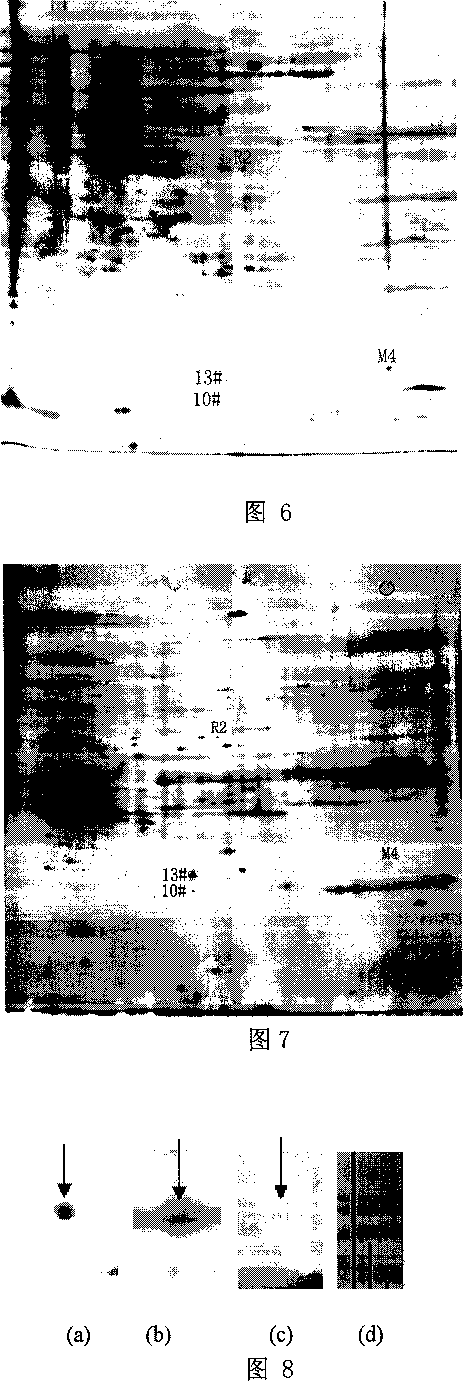 Method for screening mycobacterium tuberculosis multidrug-resistance protein