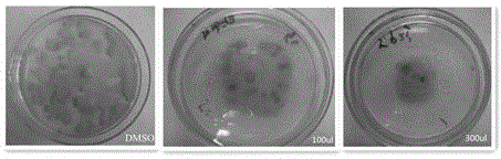 Separation and extraction and structure identification of novel quorum sensing inhibitor and application thereof