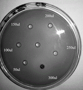 Separation and extraction and structure identification of novel quorum sensing inhibitor and application thereof