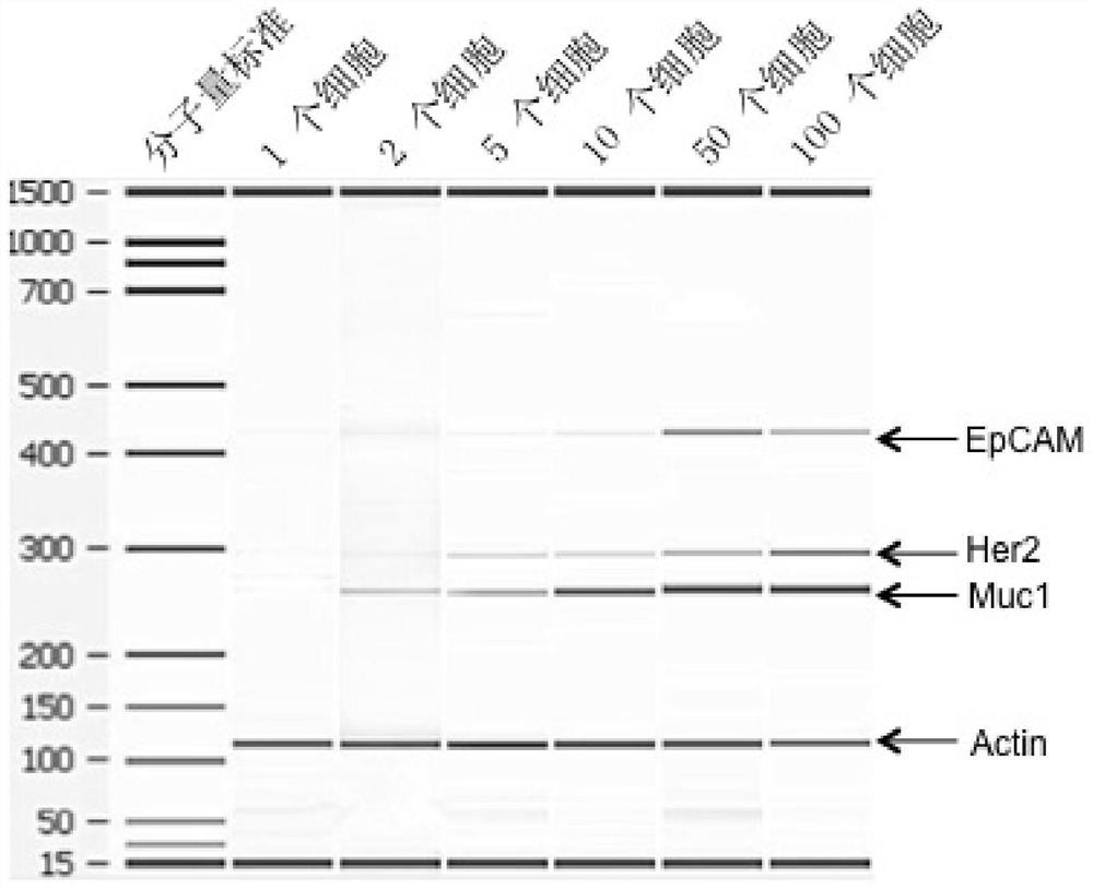 A kit for detecting markers of ovarian cancer cells in peripheral blood