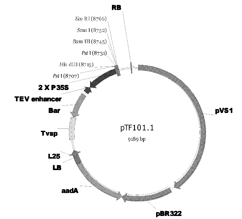 In-vitro tissue culturing method for soybeans under mediation of agrobacterium tumefaciens