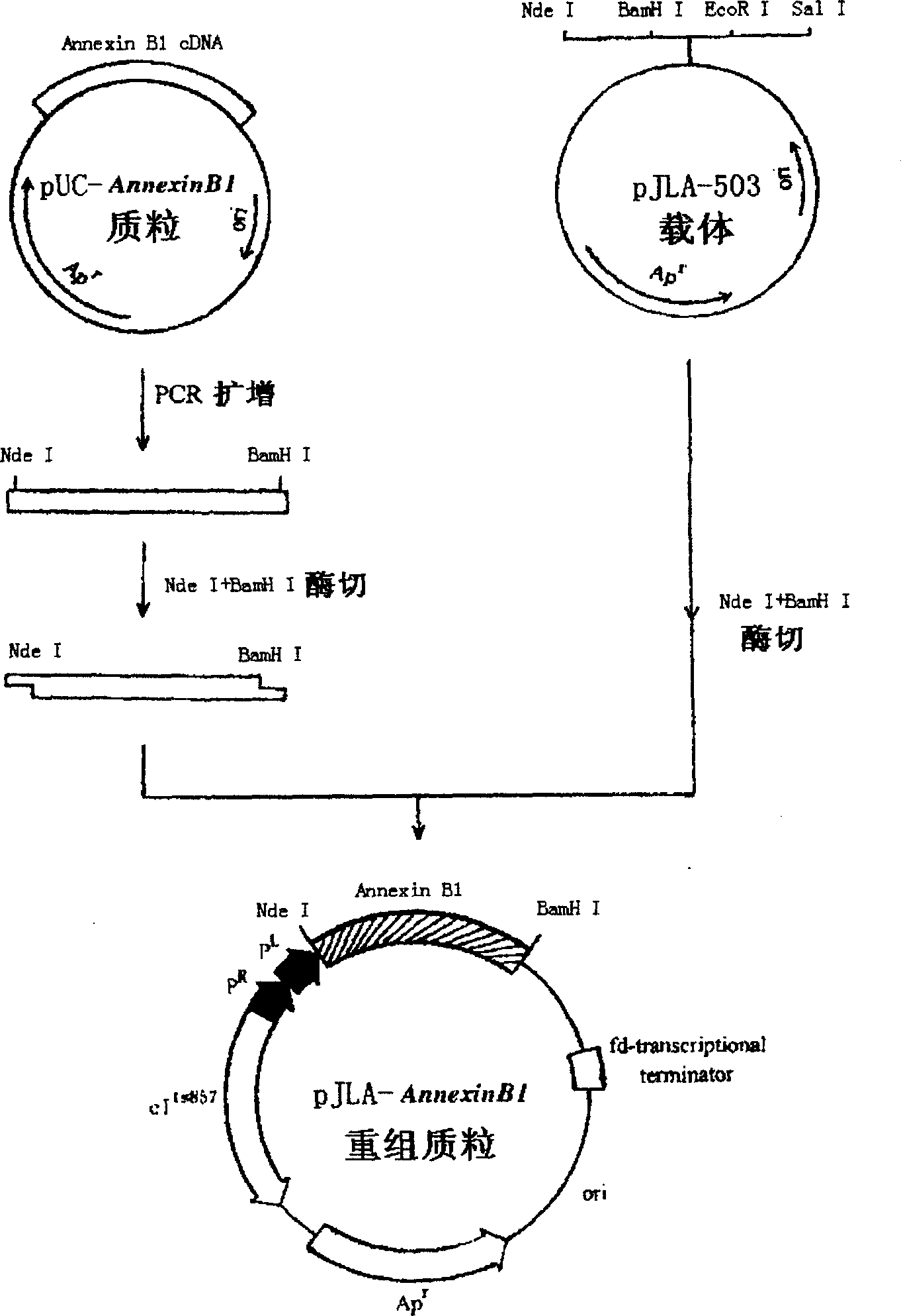 Kit for detecting apoptosis