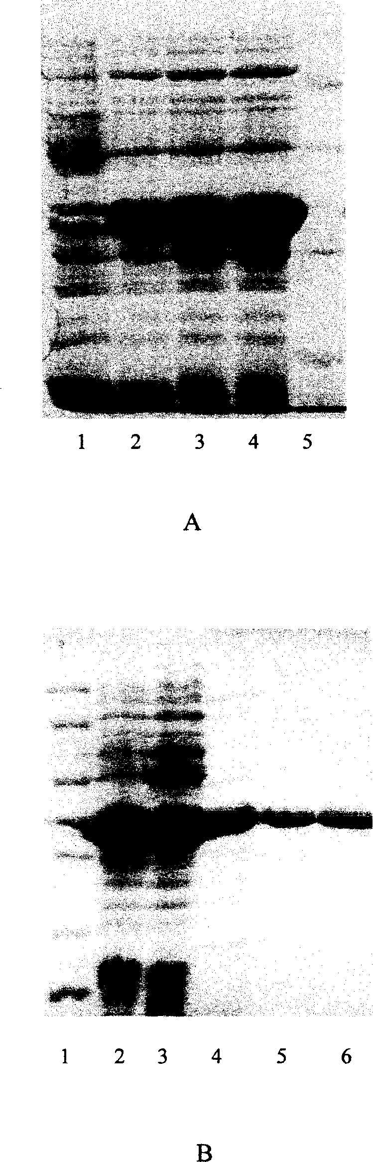 Kit for detecting apoptosis