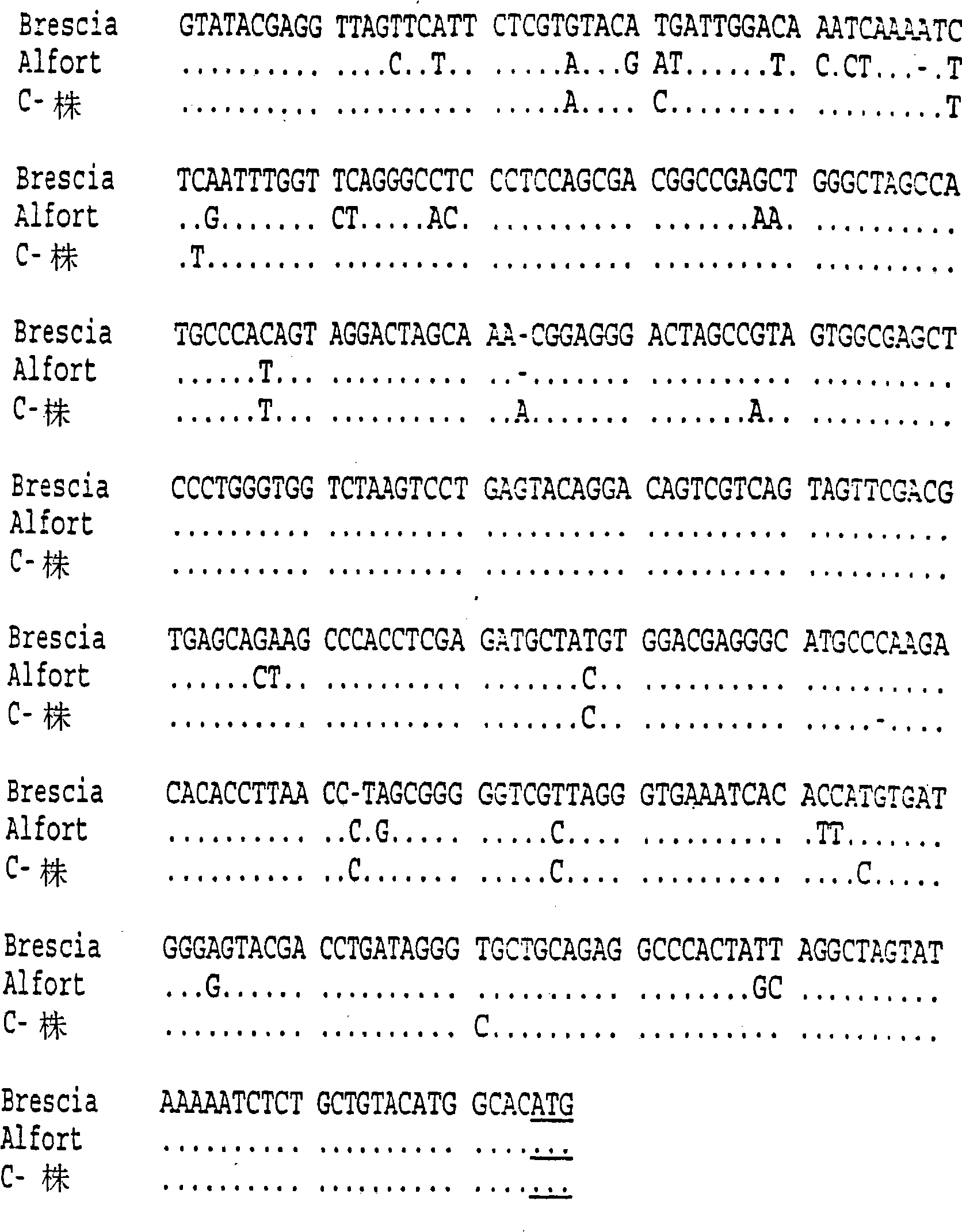 Nucleotide sequences of pestivirus strains, polypeptides encoded by these sequences and use thereof for diagnosis and prevention of pestivirus infections