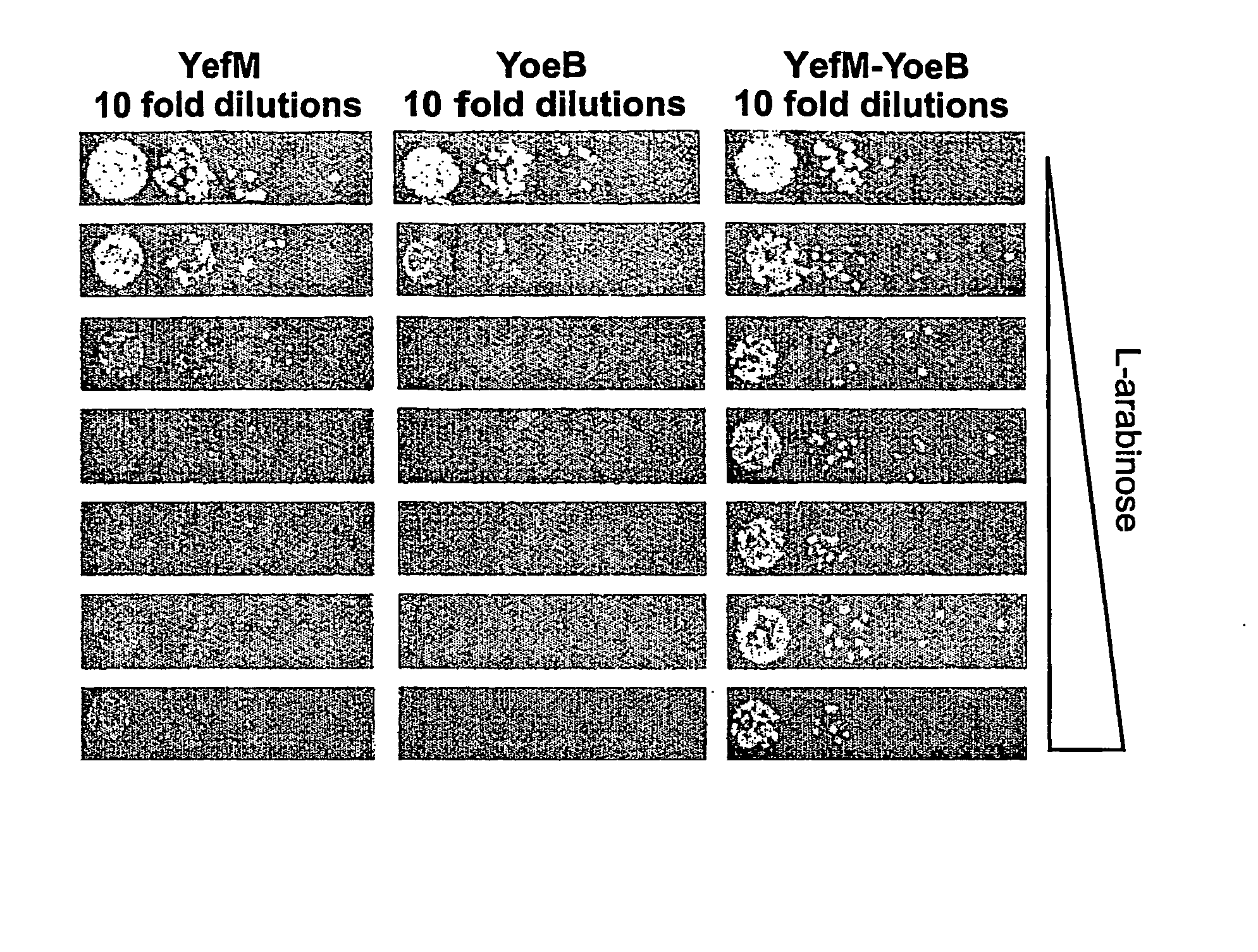 Novel Antibacterial Agents and Methods of Identifying and Utilizing Same