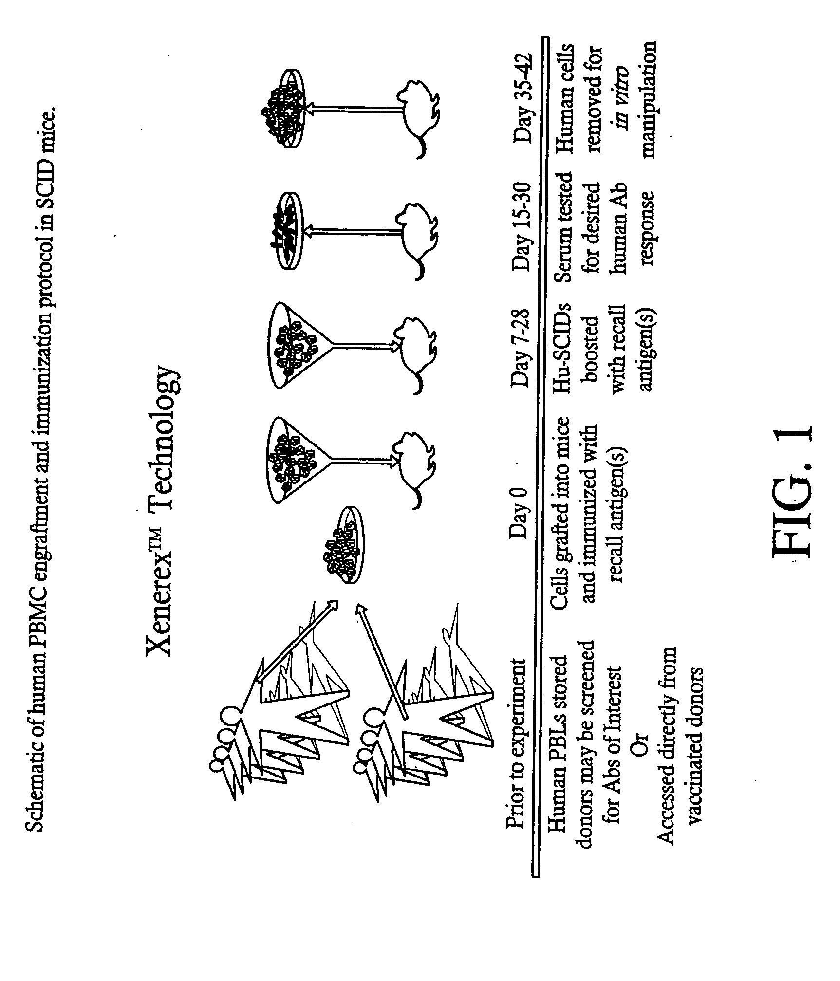 Detection, prevention, and treatment systems for anthrax