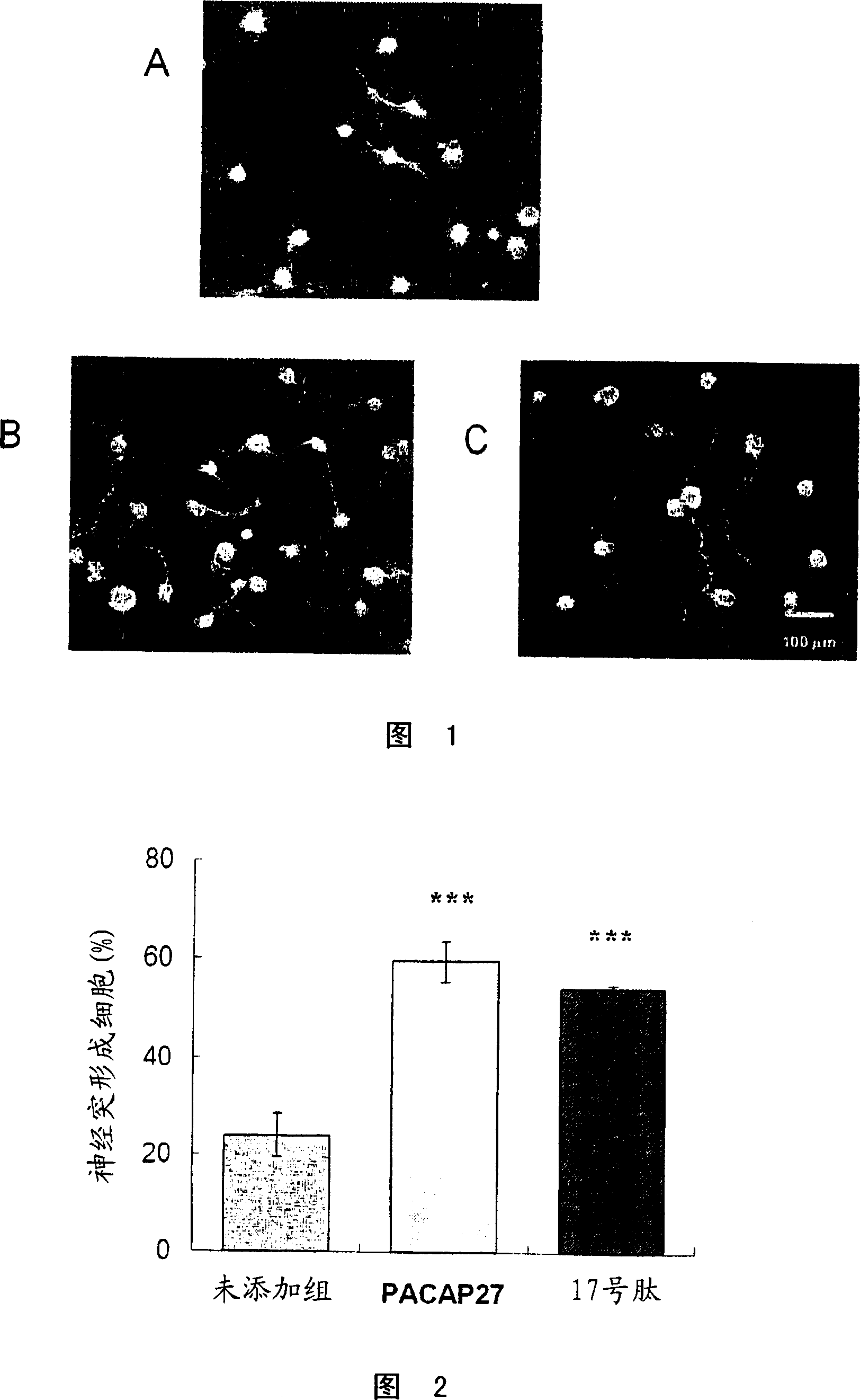 Corneal neuritogenesis promoter containing PACAP and its derivative