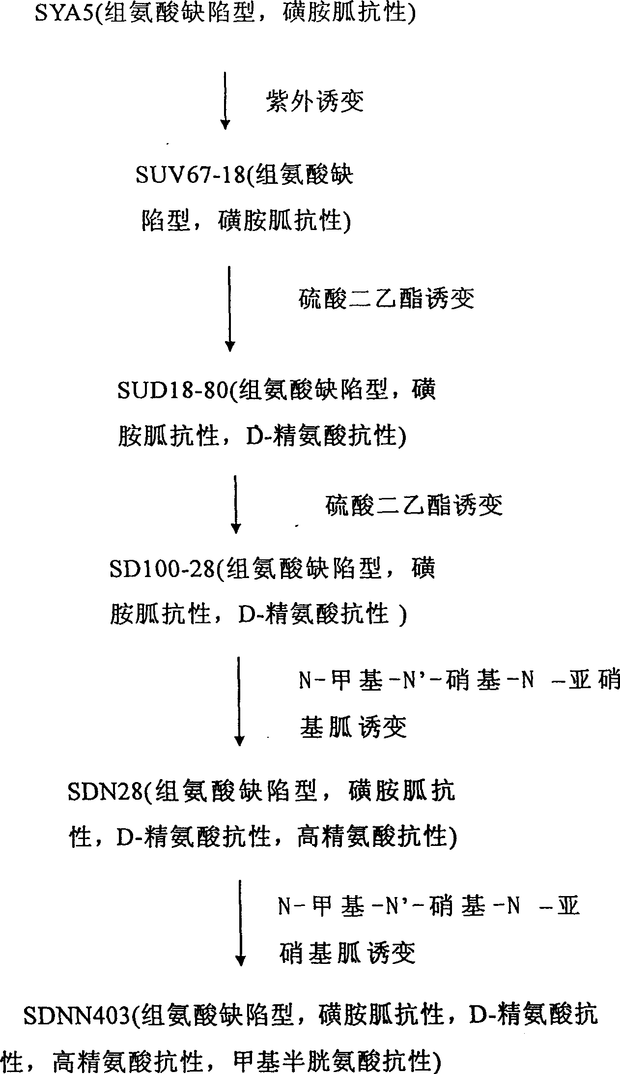 L-arginine producing strain and its mutation method and usage in producing L-arginine