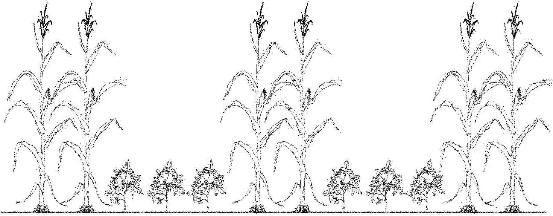 Method for controlling flourishing growth of summer soybeans by using corns