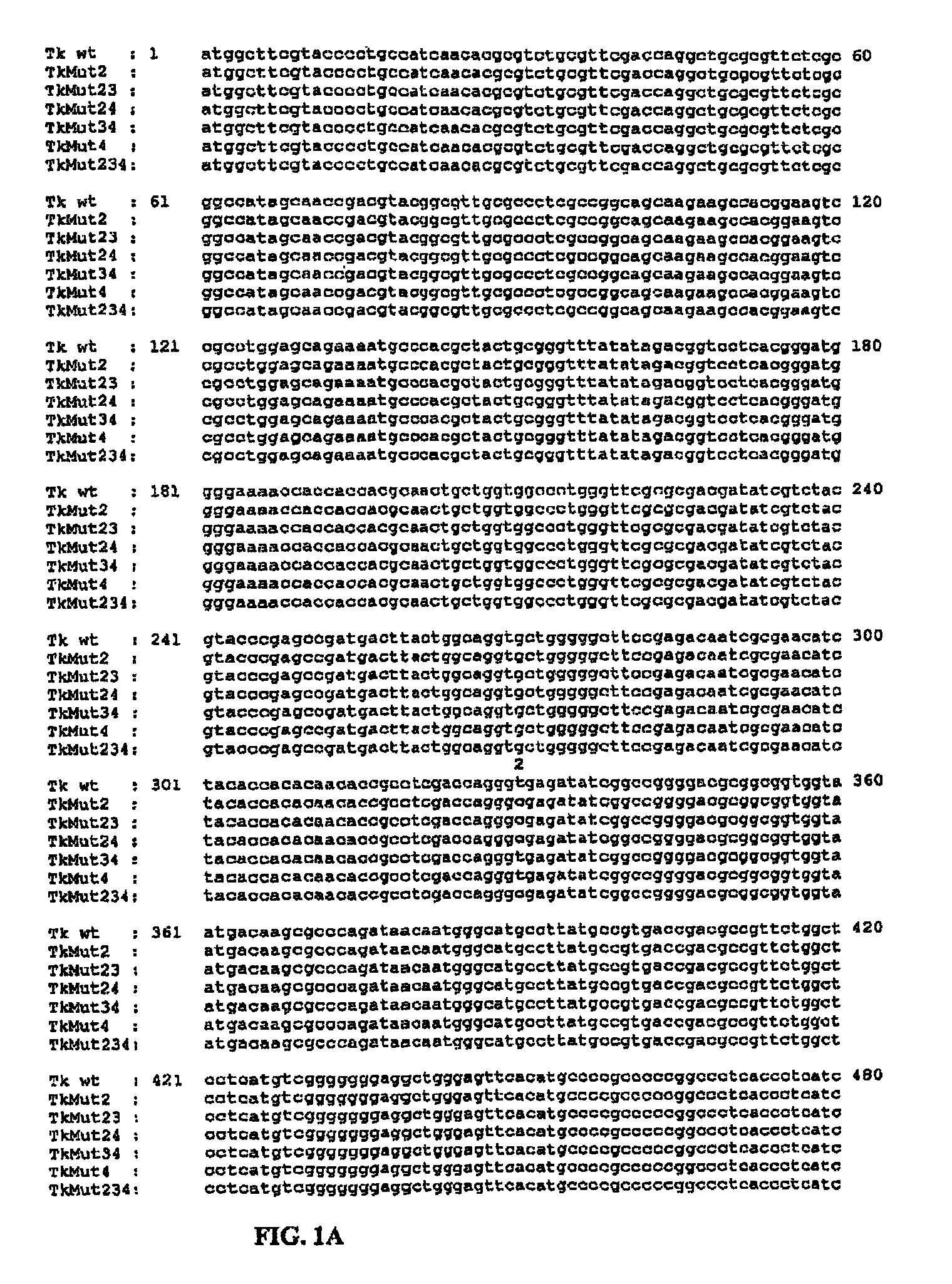 Thymidine kinase