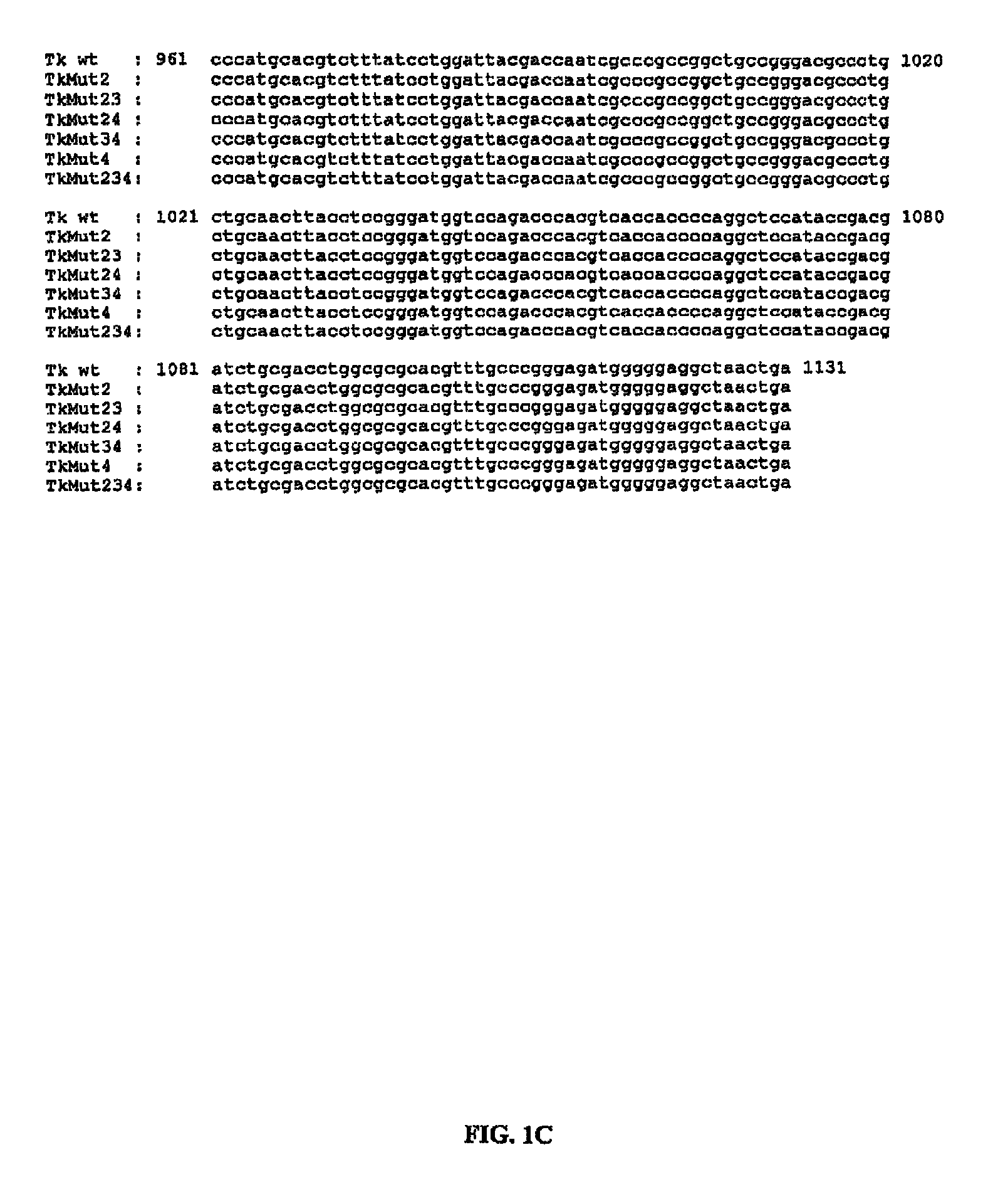 Thymidine kinase