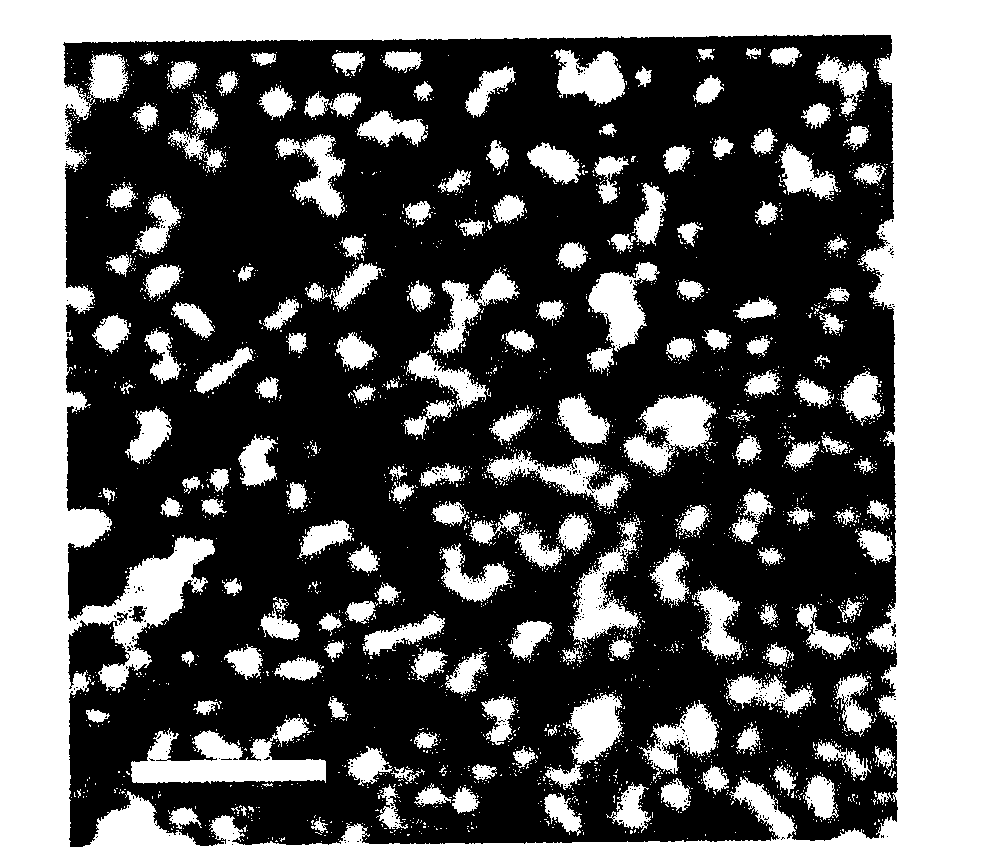 Multifunctional graphene gene vector and gene transfection reagent based on gene vector and preparation method thereof