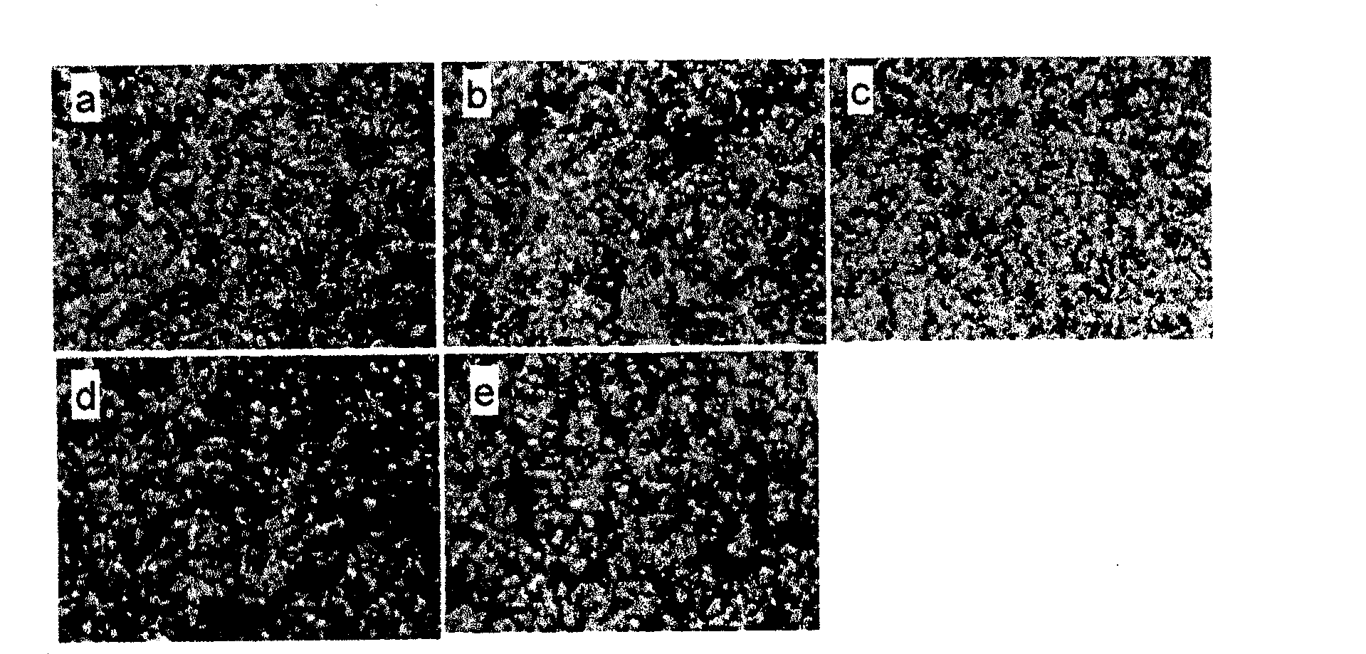 Multifunctional graphene gene vector and gene transfection reagent based on gene vector and preparation method thereof