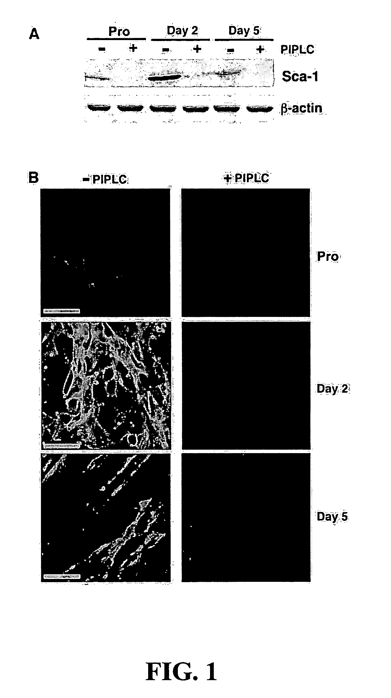 Methods for producing proliferating muscle cells