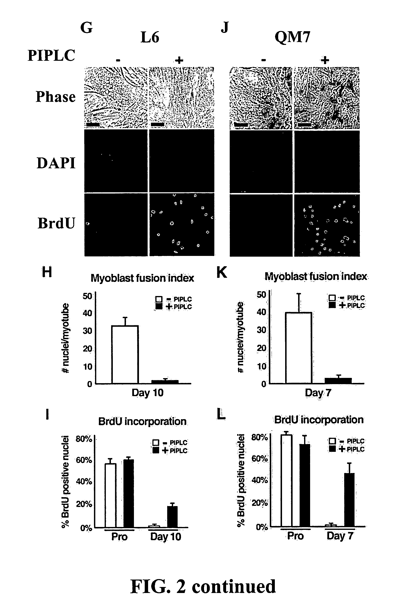 Methods for producing proliferating muscle cells