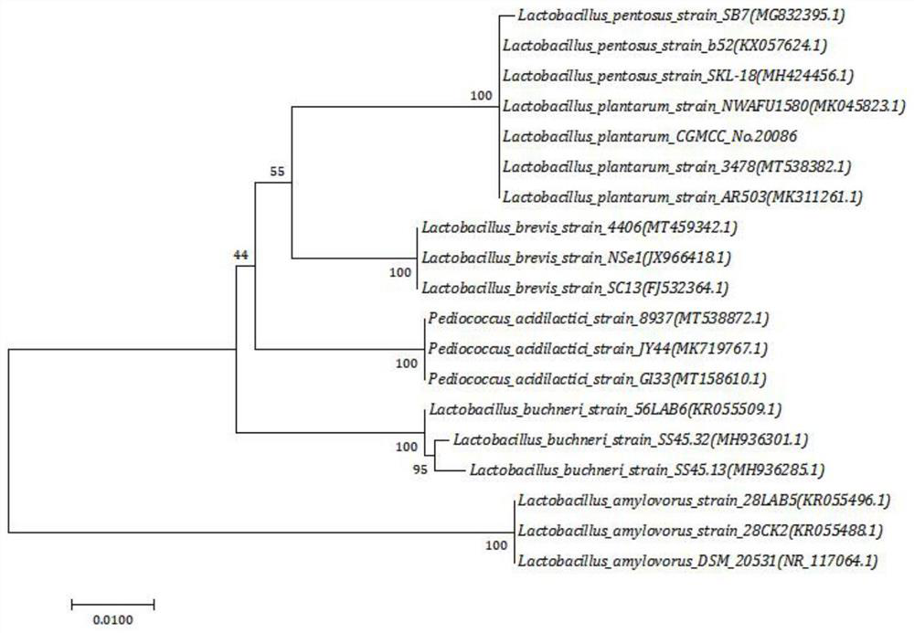 Lactobacillus plantarum with excellent alcohol tolerance and application