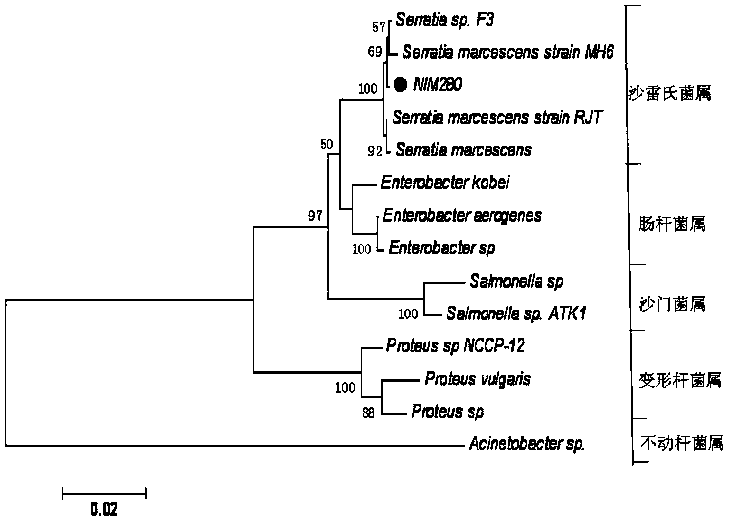 Serratia marcescens NlM280 and application thereof as insecticide