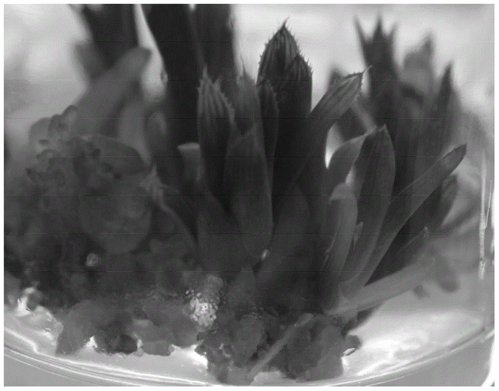 A kind of tissue culture rapid propagation method of succulent Yulu