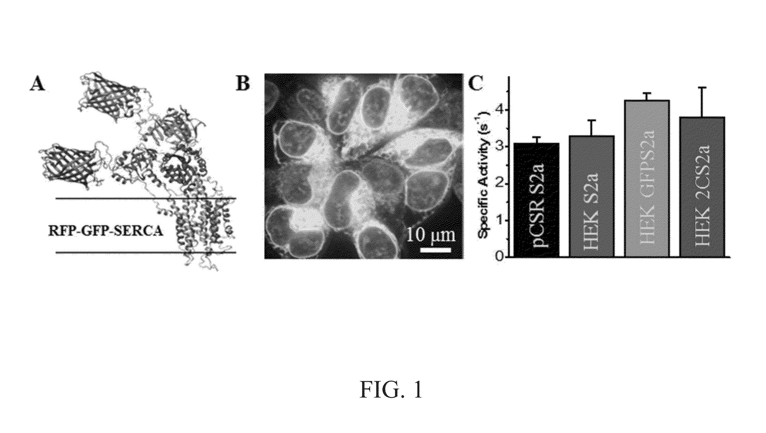 High-throughput, high-precision methods for detecting protein structural changes in living cells