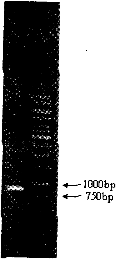 Low-temperature alkaline protease gene, engineering bacterium containing same, construction methods of low-temperature alkaline protease gene and engineering bacterium, and low-temperature alkaline pr