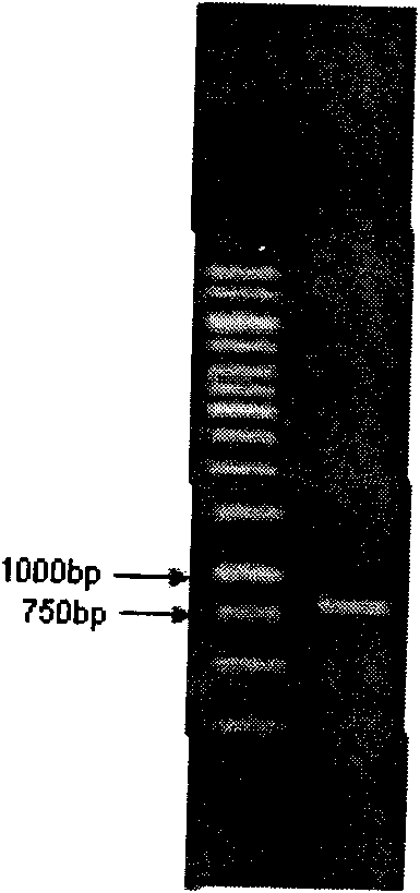 Low-temperature alkaline protease gene, engineering bacterium containing same, construction methods of low-temperature alkaline protease gene and engineering bacterium, and low-temperature alkaline pr