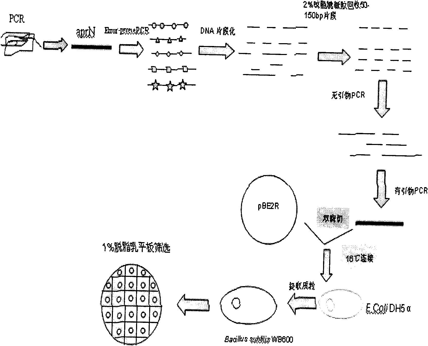 Low-temperature alkaline protease gene, engineering bacterium containing same, construction methods of low-temperature alkaline protease gene and engineering bacterium, and low-temperature alkaline pr