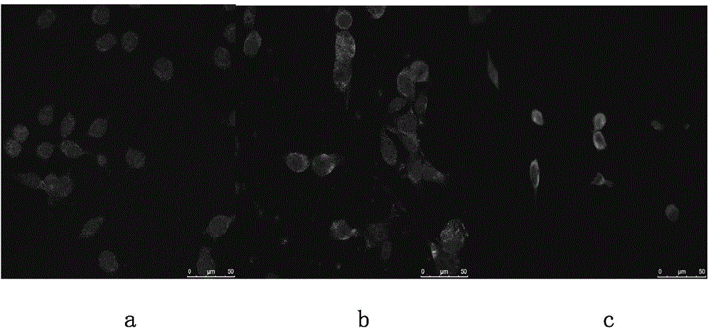 Method for in-vitro preparation of tumor antigen-specific CD8+ T memory stem cells