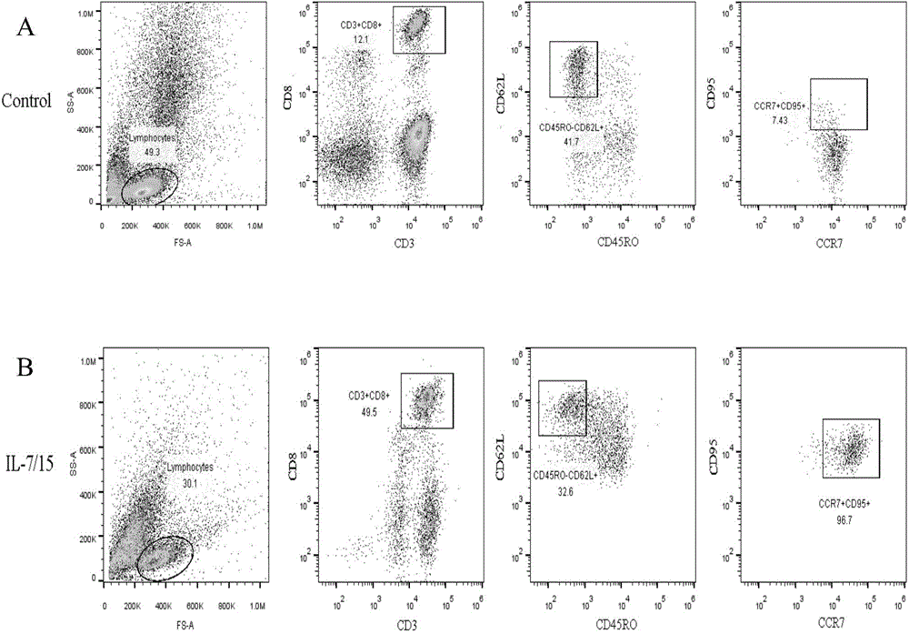 Method for in-vitro preparation of tumor antigen-specific CD8+ T memory stem cells