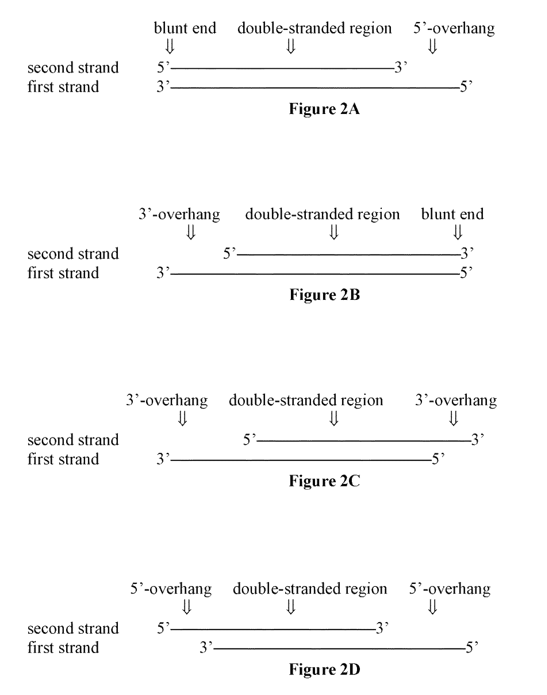 Compositions of asymmetric interfering RNA and uses thereof