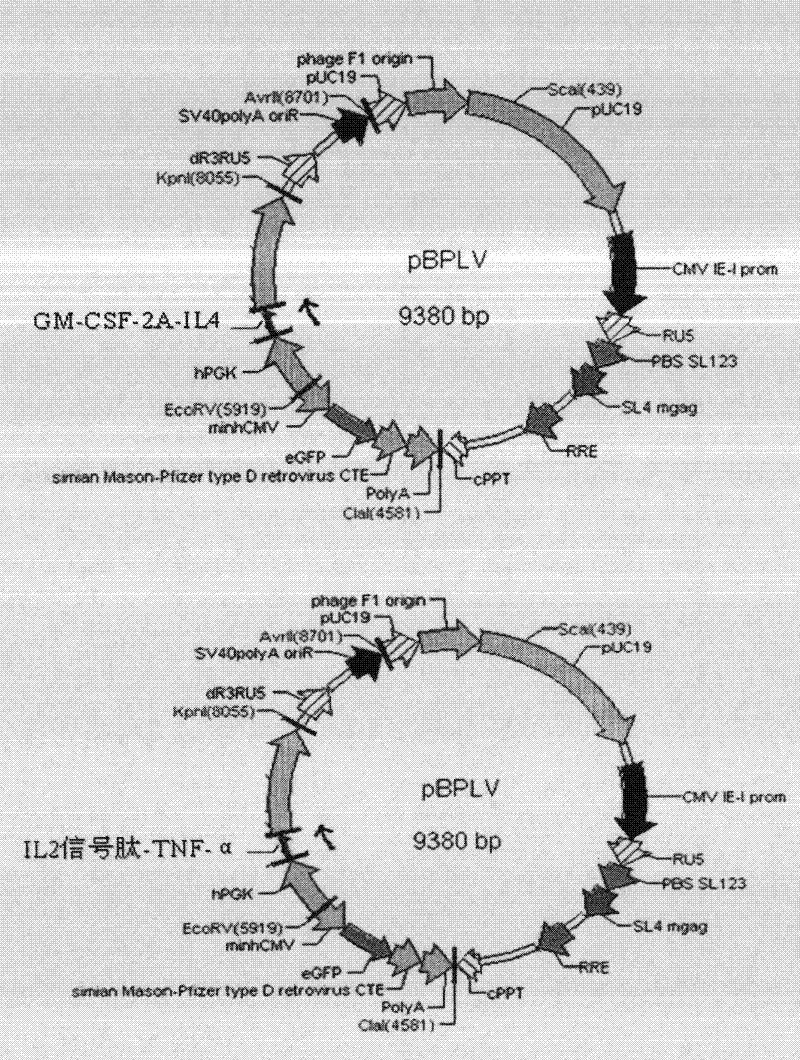 Method for differentiating and culturing mononuclear cells into mature dendritic cells