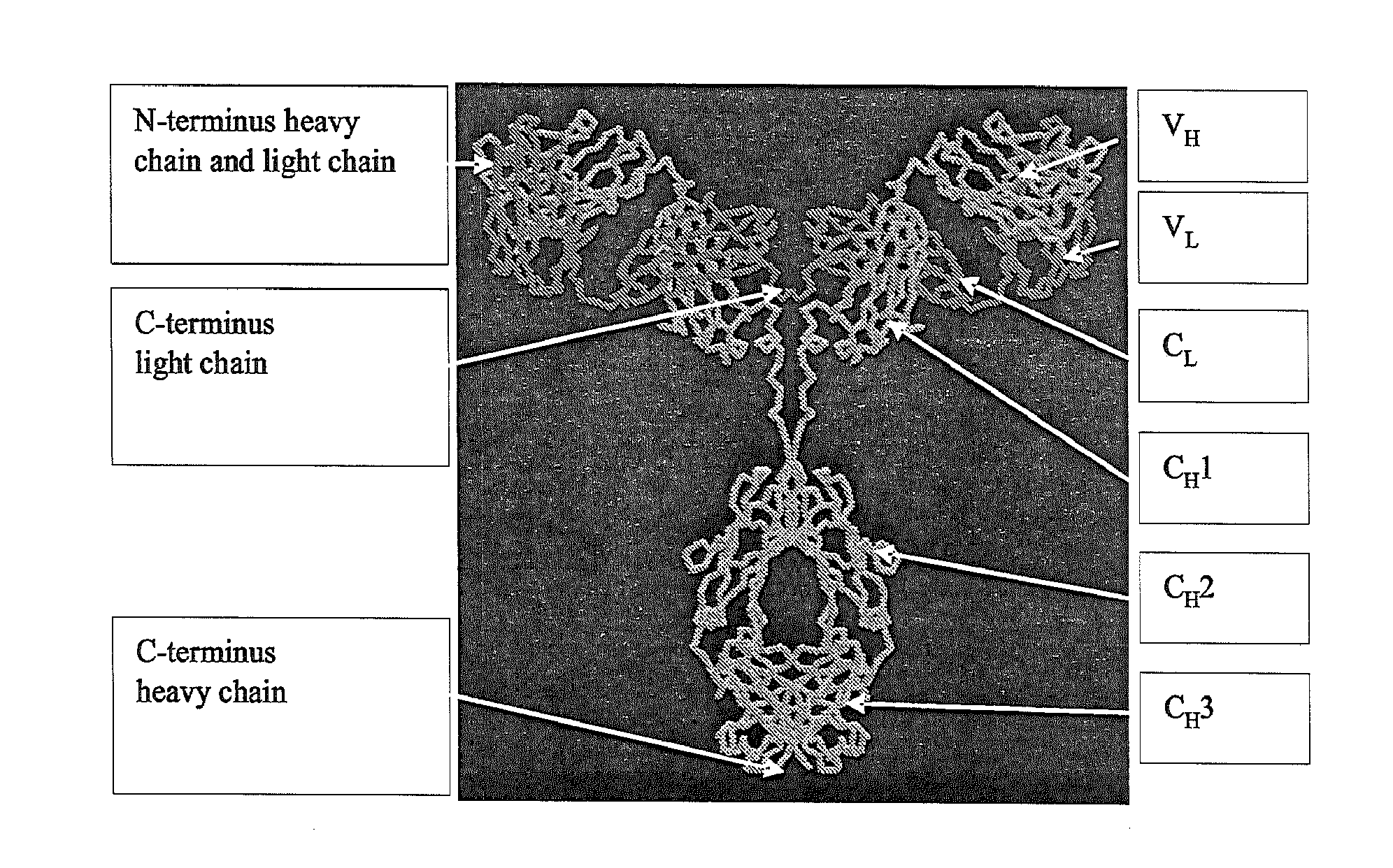 Synthetic immunoglobulin domains with binding properties engineered in regions of the molecule different from the complementarity determining regions