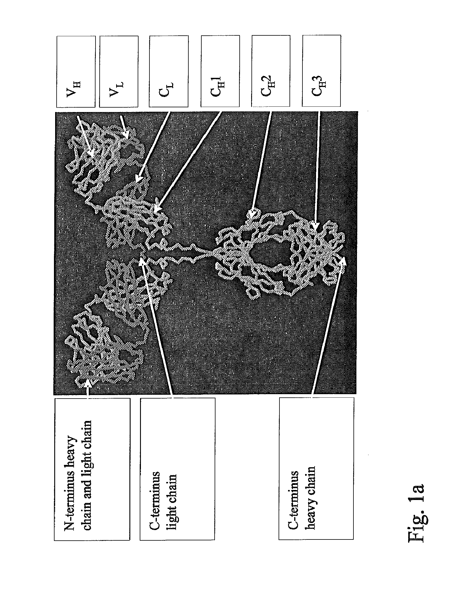 Synthetic immunoglobulin domains with binding properties engineered in regions of the molecule different from the complementarity determining regions