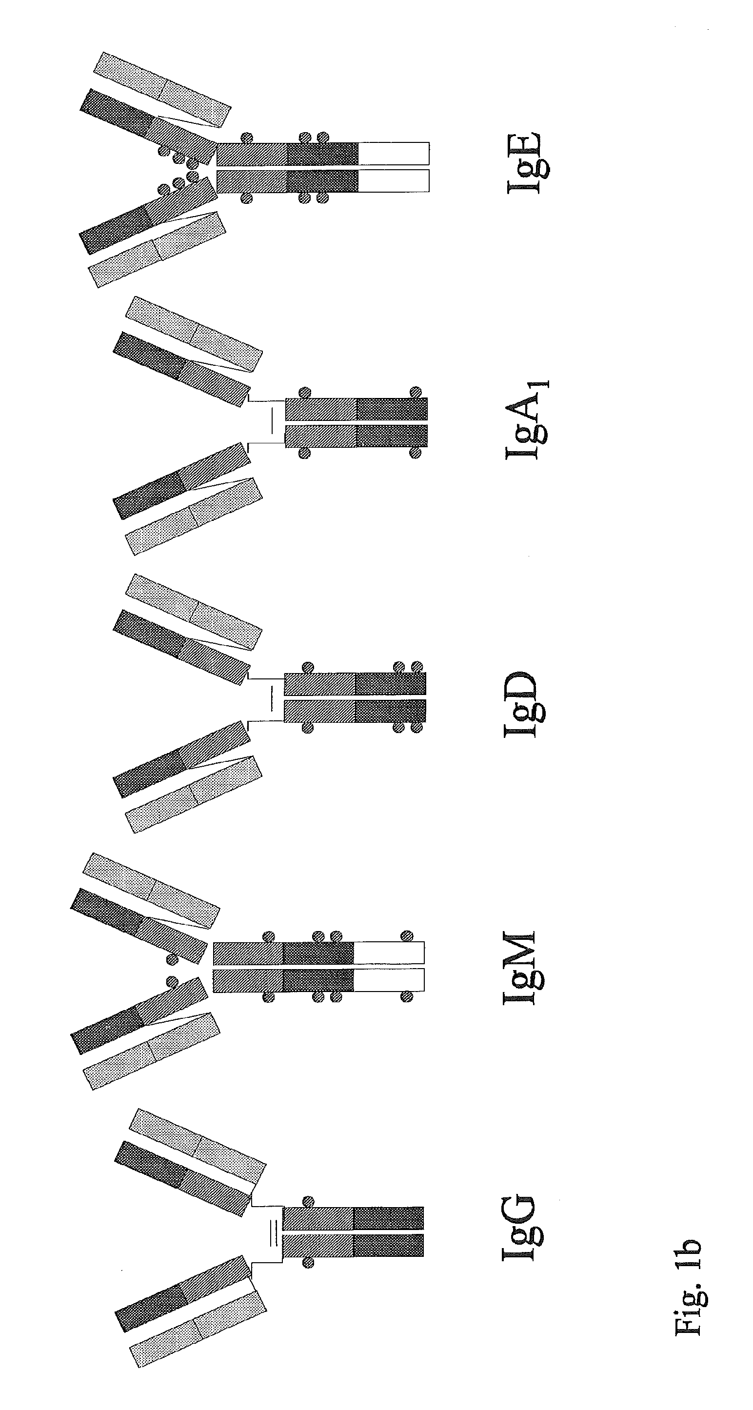 Synthetic immunoglobulin domains with binding properties engineered in regions of the molecule different from the complementarity determining regions