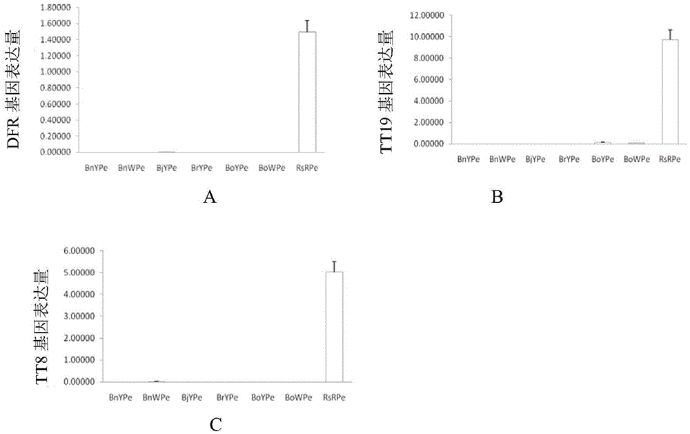 Application of inhibiting accumulation of xantheins and accumulating lycopene and anthocyanin in preparation of Brassica plants with red pedals