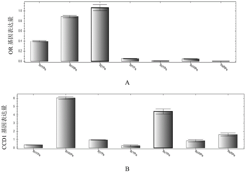 Application of inhibiting accumulation of xantheins and accumulating lycopene and anthocyanin in preparation of Brassica plants with red pedals