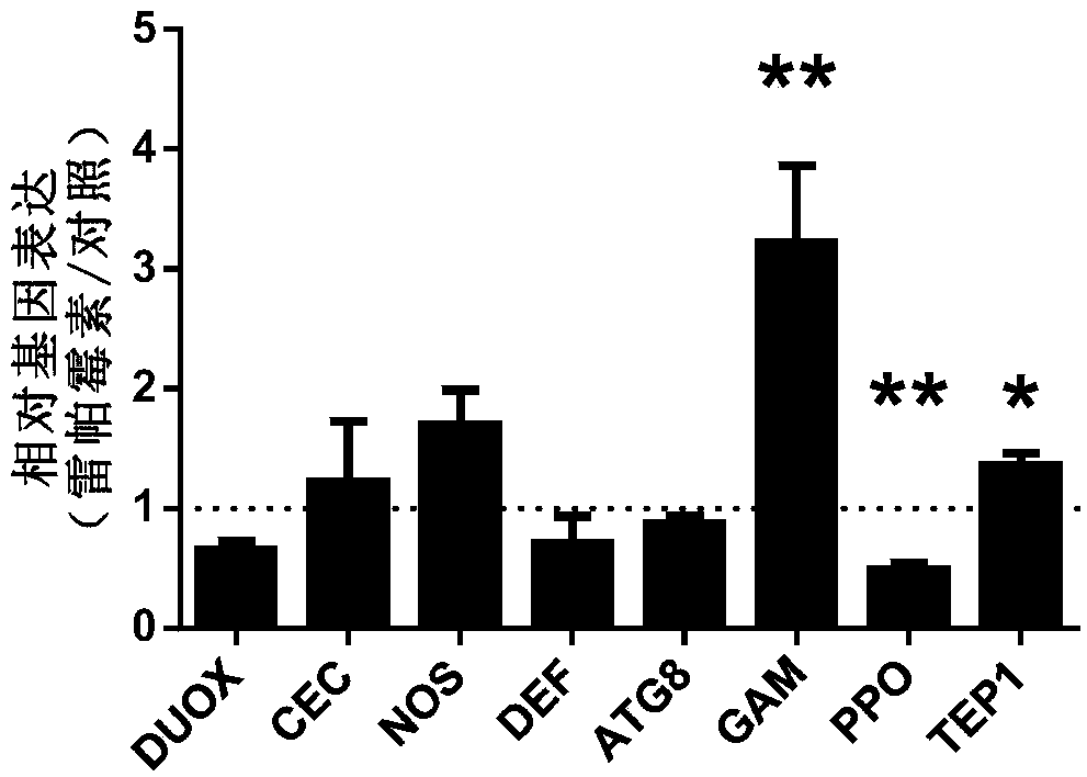 Application of rapamycin in inhibiting plasmodium propagation