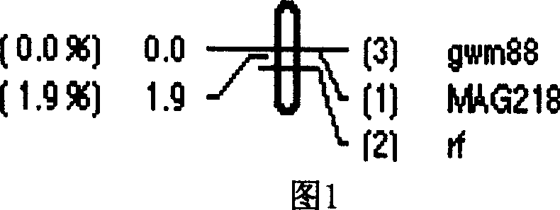 Wheat fertility recovery gene molecular mark and its obtaining method