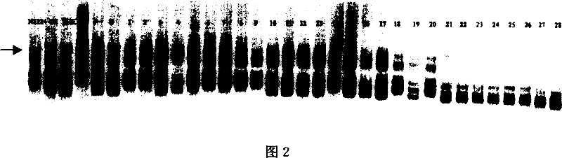 Wheat fertility recovery gene molecular mark and its obtaining method