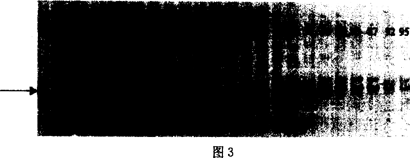 Wheat fertility recovery gene molecular mark and its obtaining method