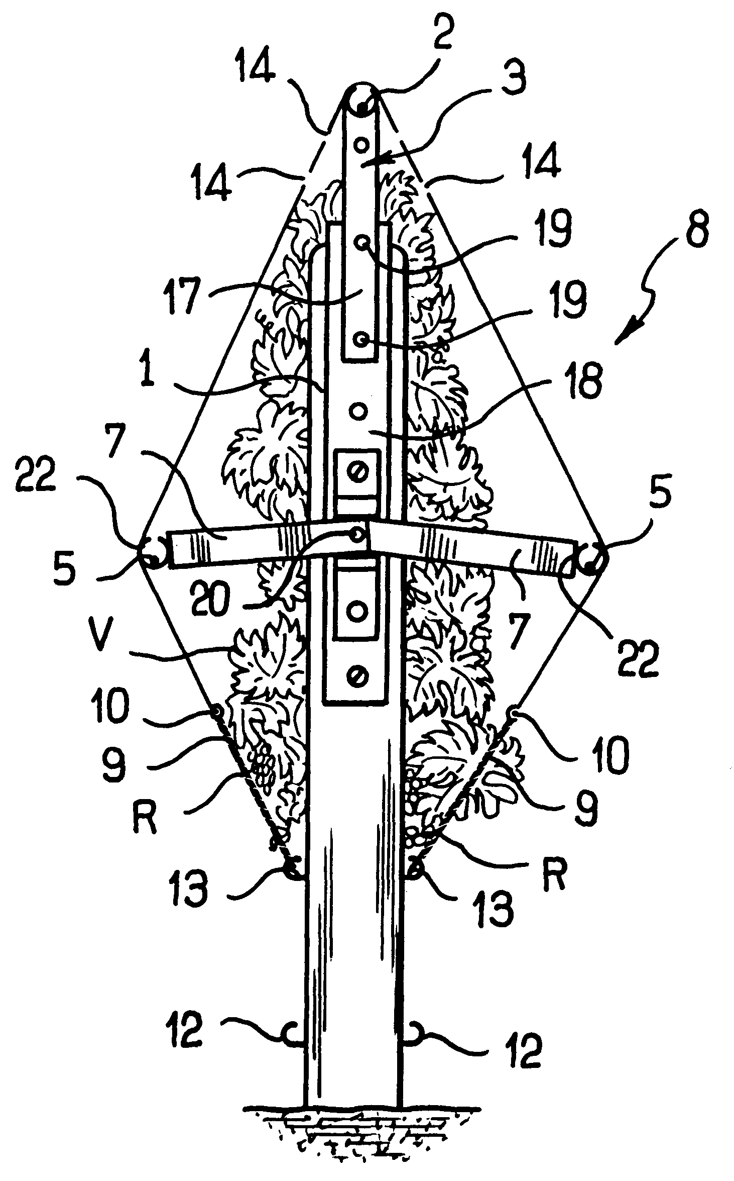 Method for growing trained vines and device therefor