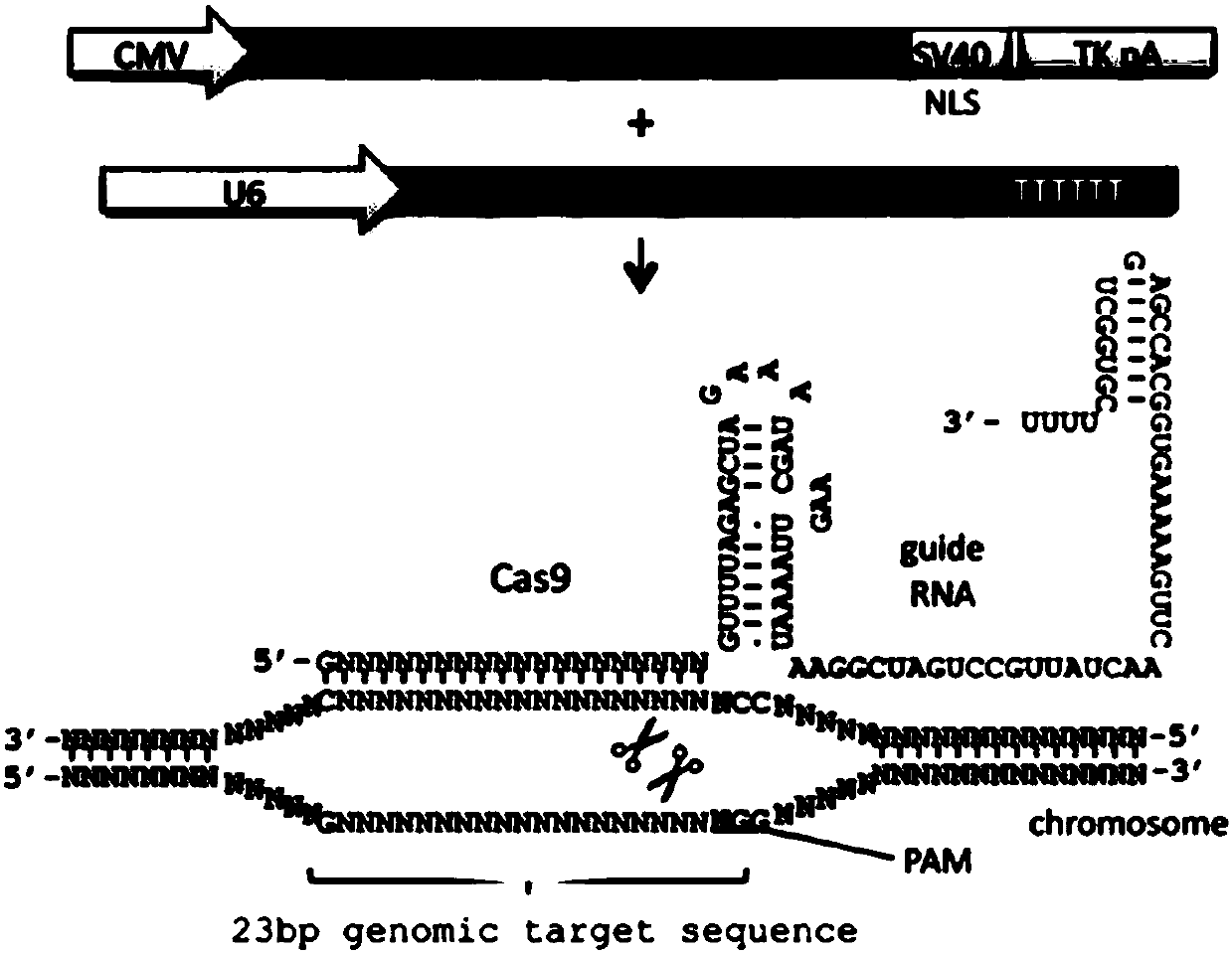 Culture medium for single cell culture, and preparation method and application thereof