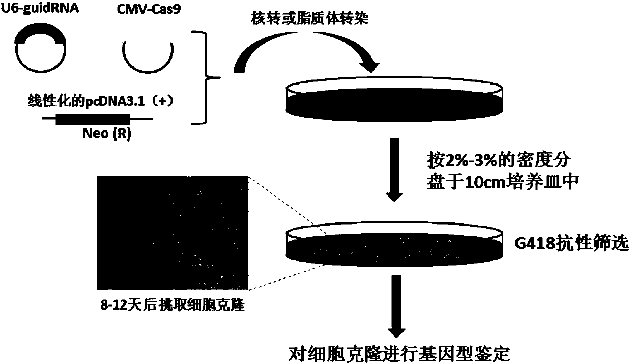 Culture medium for single cell culture, and preparation method and application thereof