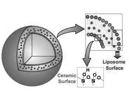 Silicon plastid microcapsule and preparation method thereof