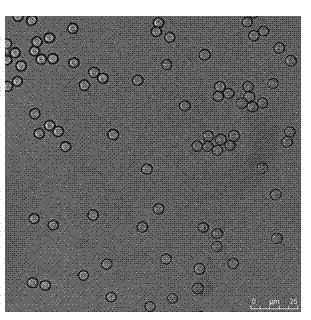 Silicon plastid microcapsule and preparation method thereof